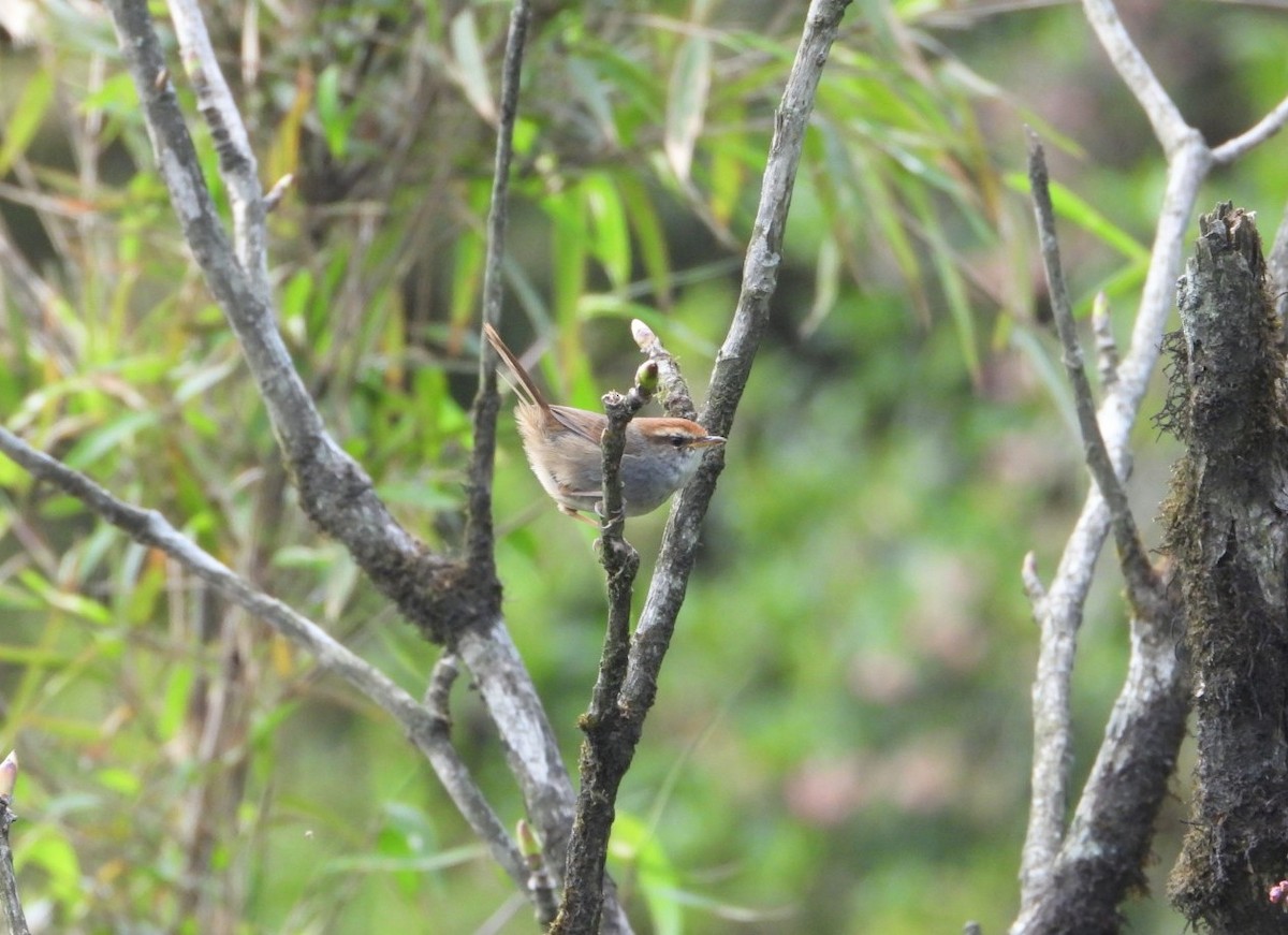 Gray-sided Bush Warbler - ML619833330
