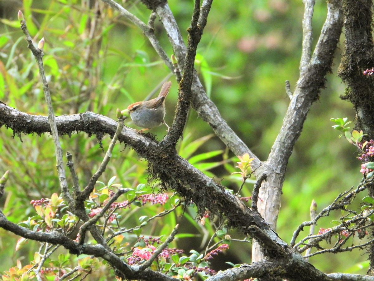 Gray-sided Bush Warbler - Chaiti Banerjee