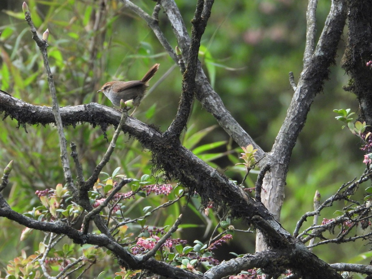 Gray-sided Bush Warbler - ML619833332