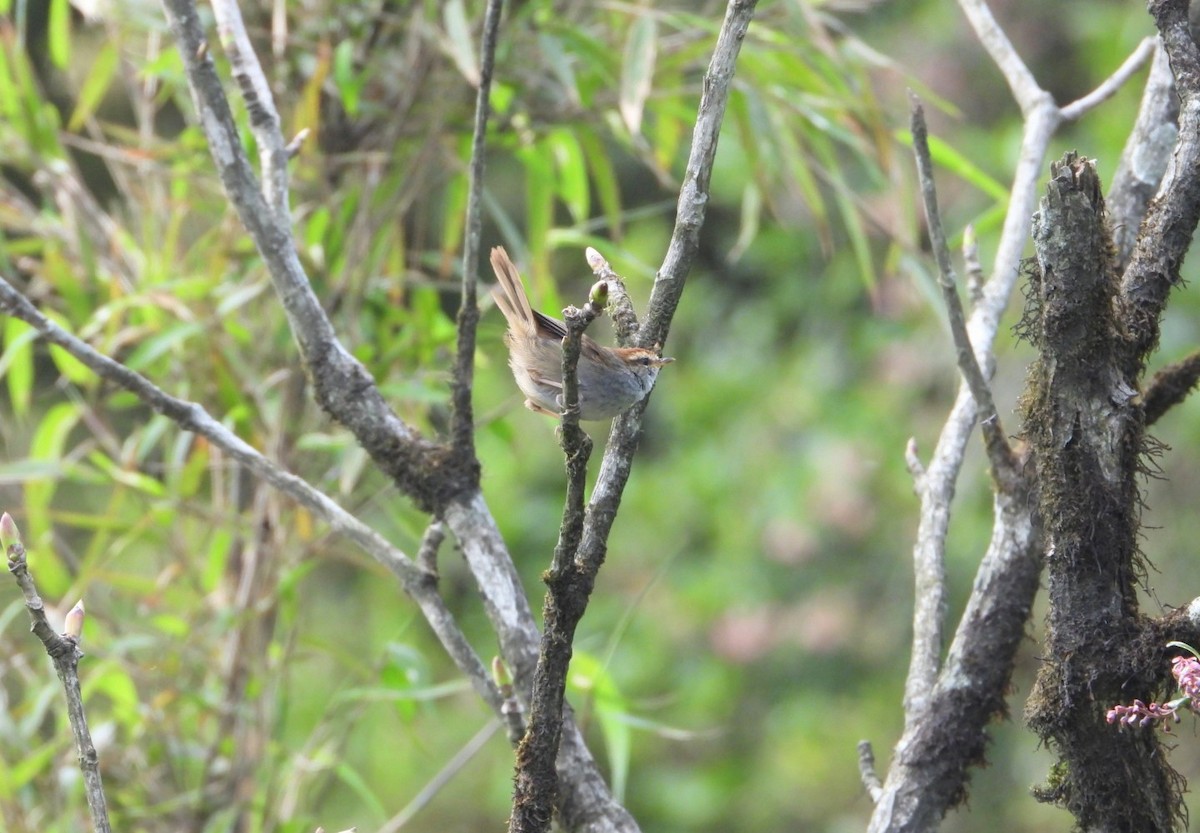 Gray-sided Bush Warbler - ML619833333