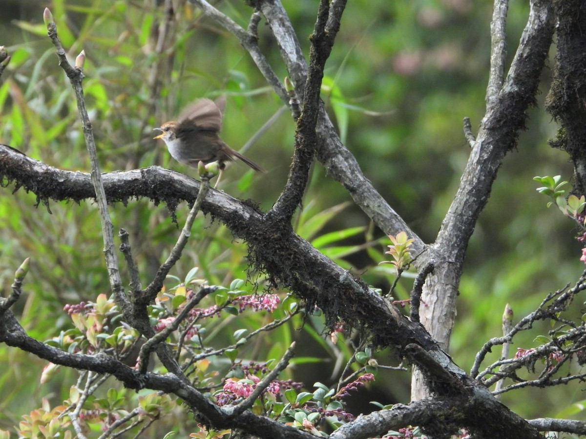 Gray-sided Bush Warbler - ML619833335