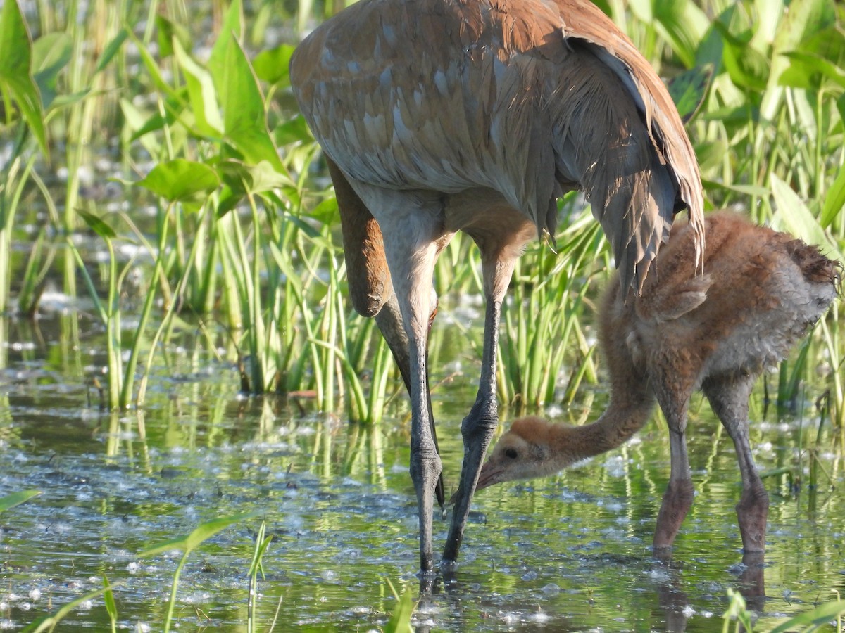 Sandhill Crane - ML619833337