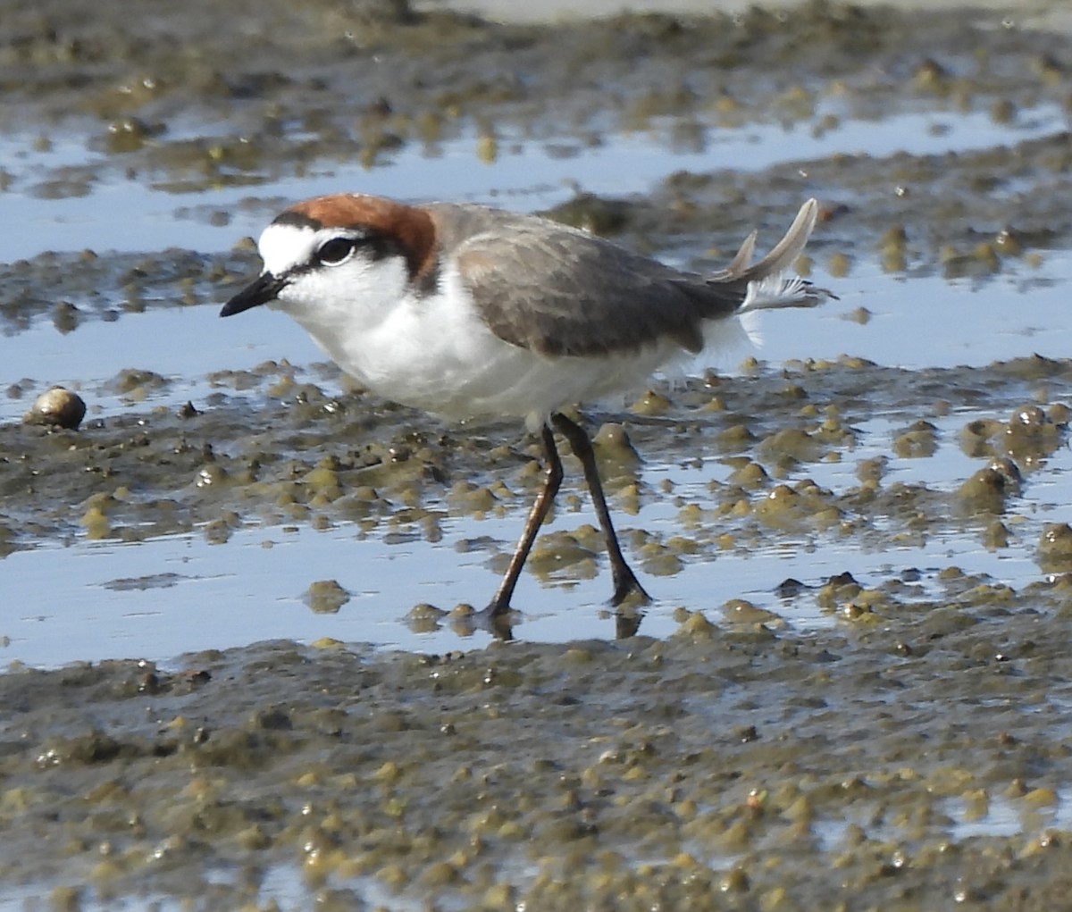 Red-capped Plover - ML619833338