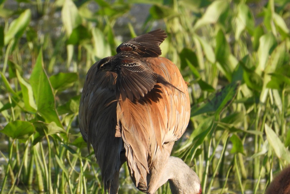 Red-winged Blackbird - ML619833339