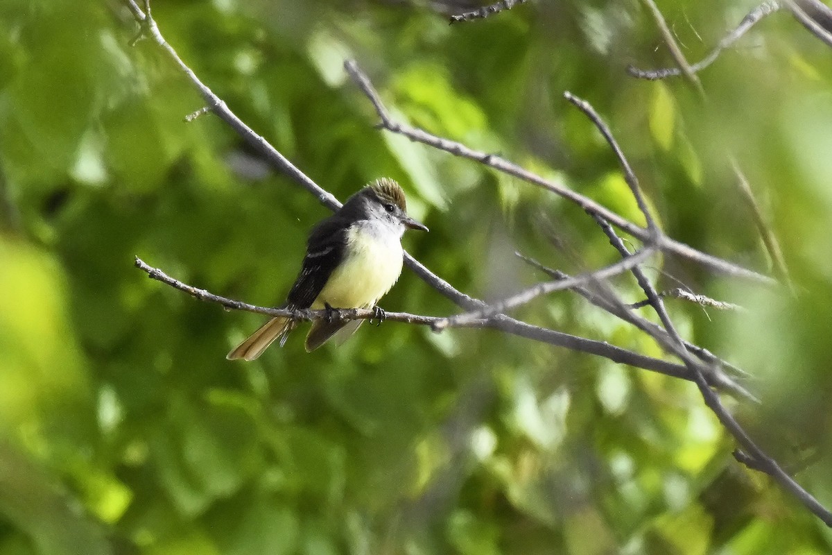 Great Crested Flycatcher - ML619833340