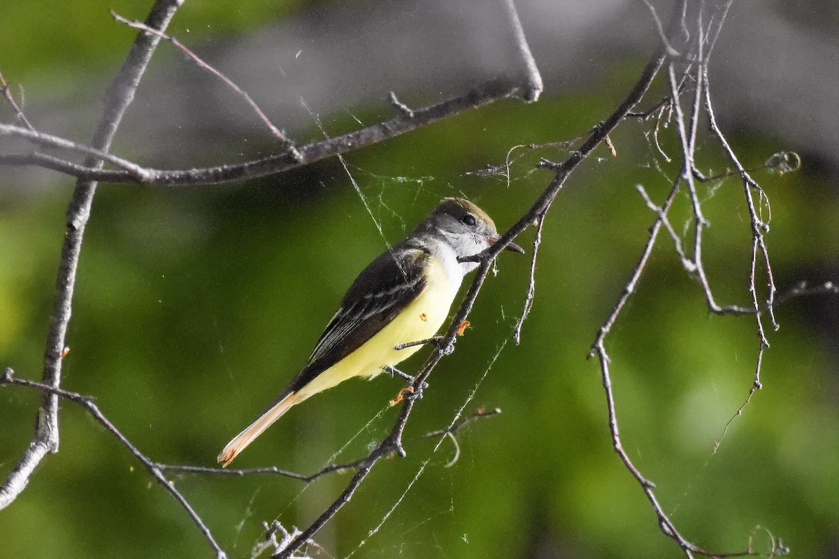 Great Crested Flycatcher - ML619833341