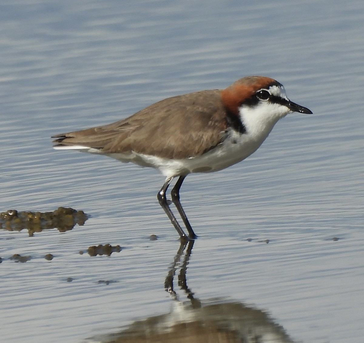 Red-capped Plover - ML619833349