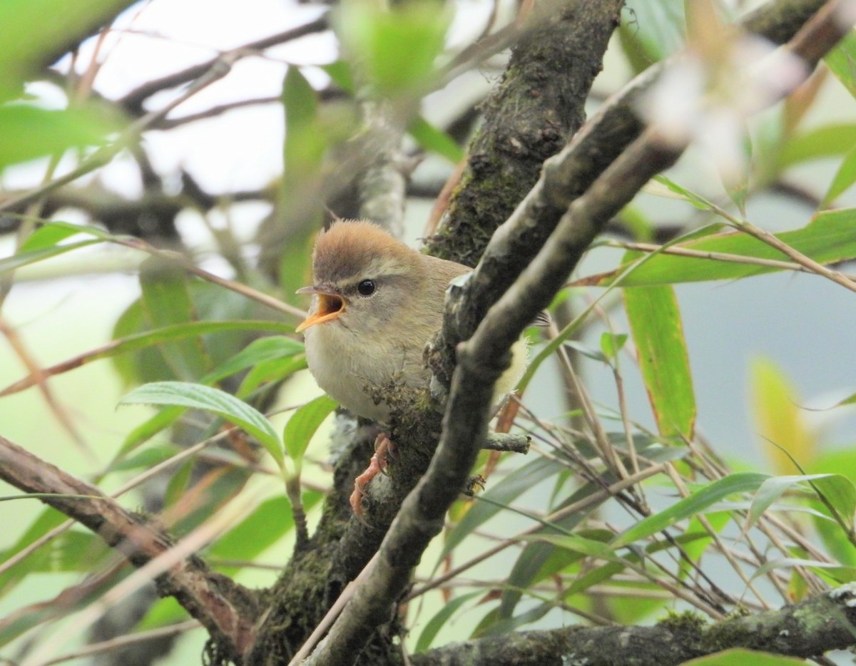 Hume's Bush Warbler - Chaiti Banerjee