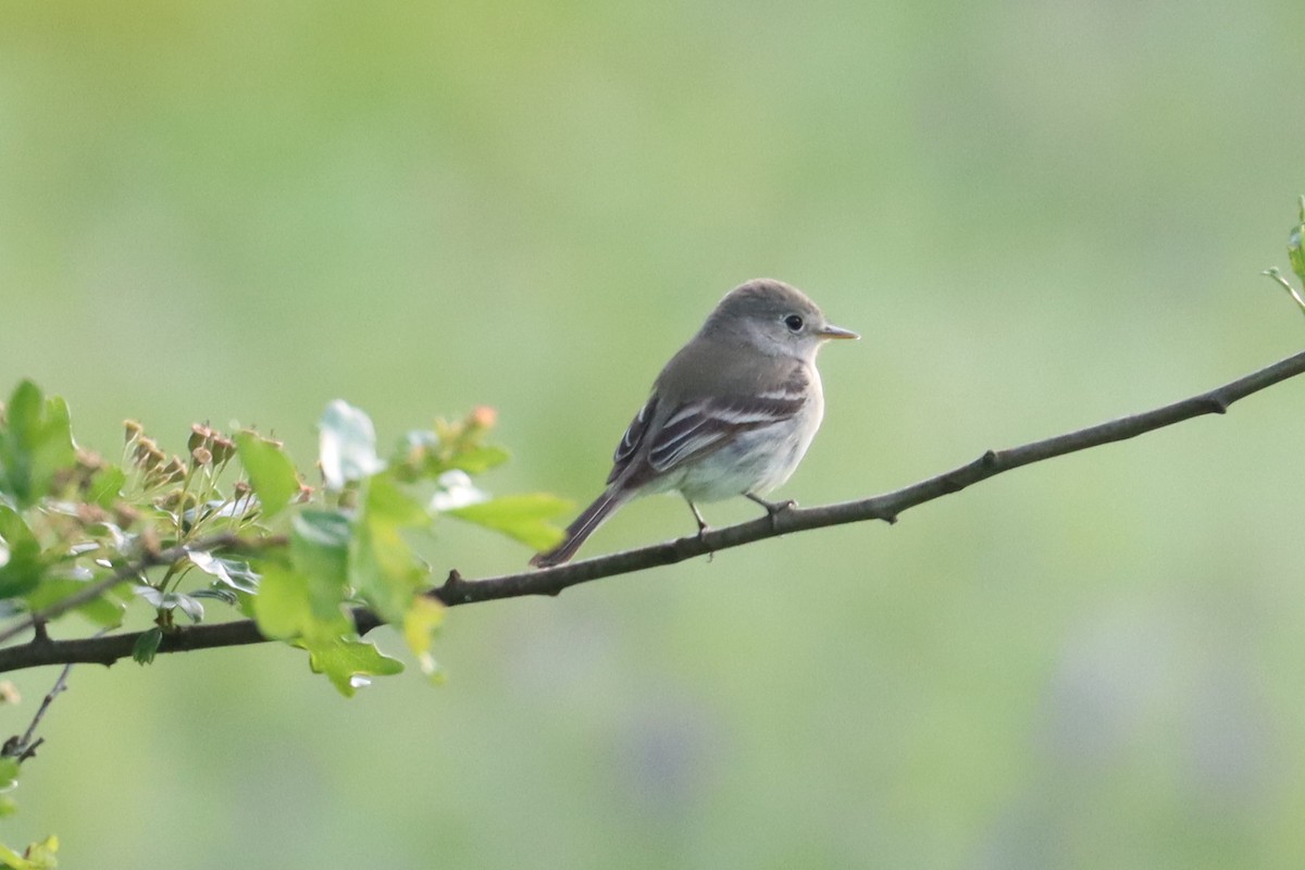 Gray Flycatcher - ML619833377