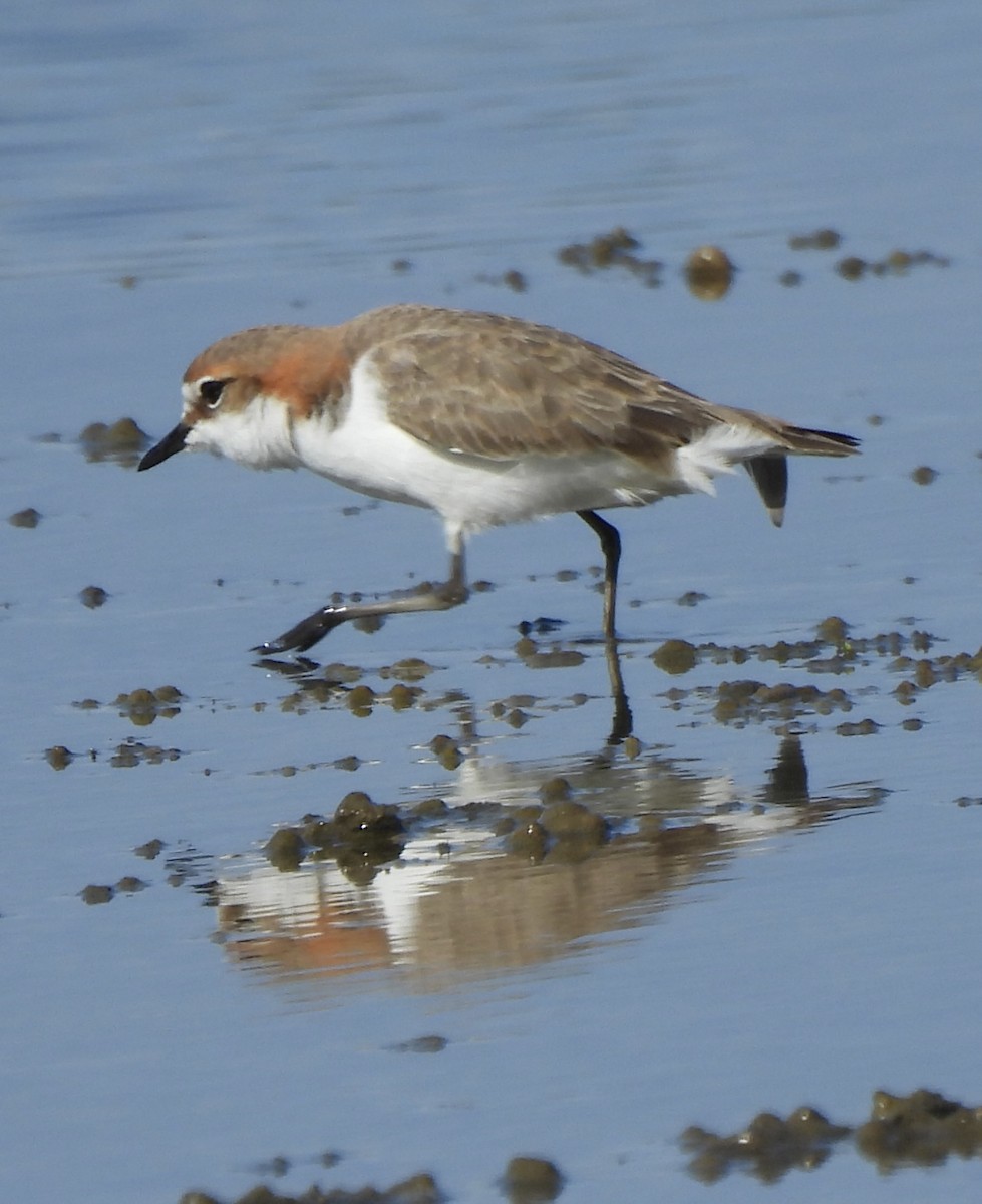 Red-capped Plover - ML619833379