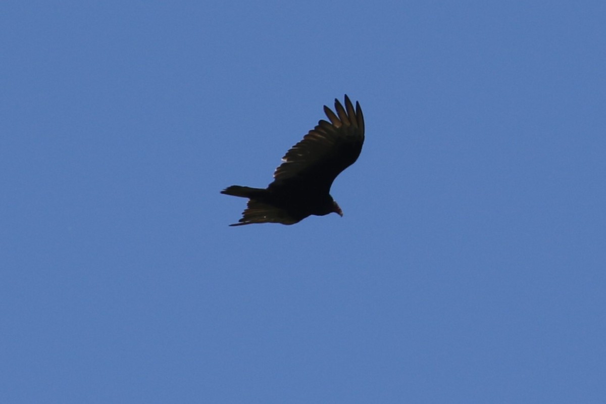 Turkey Vulture - ML619833396