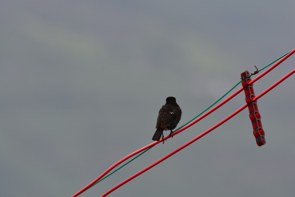 Pied Bushchat - ML619833397