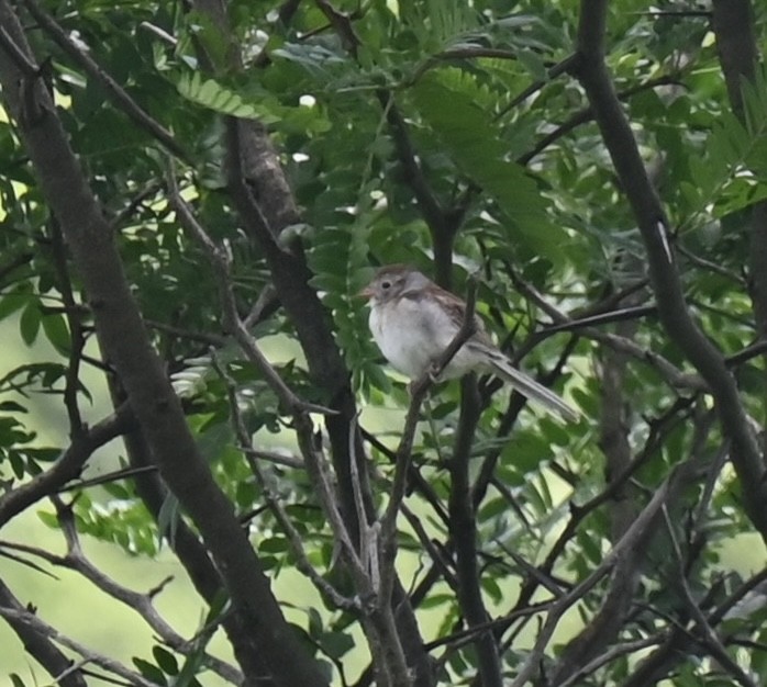Field Sparrow - ML619833413