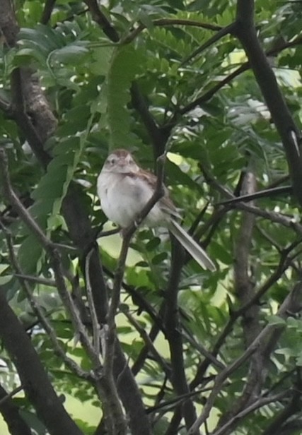 Field Sparrow - C Gross
