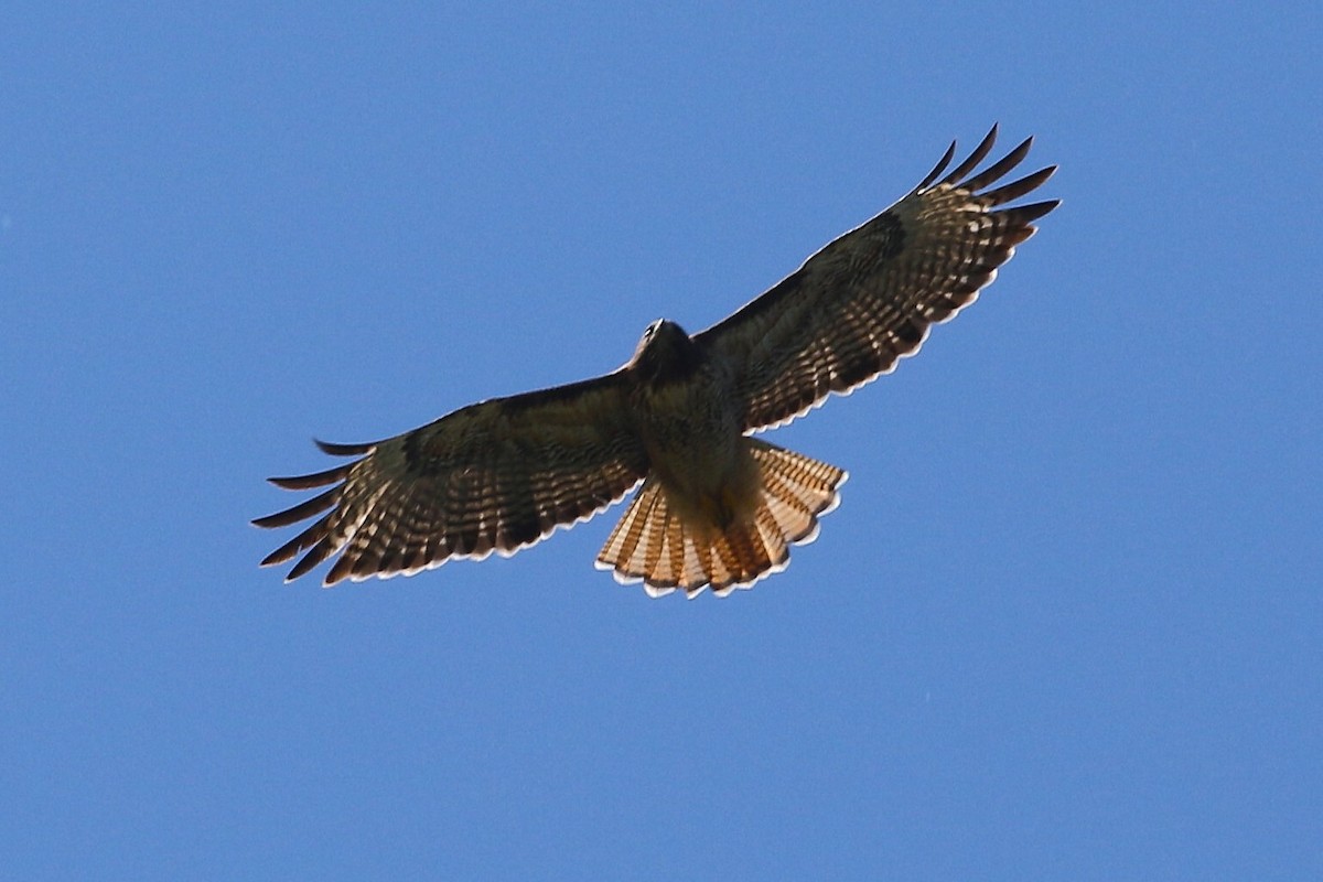 Red-tailed Hawk - ML619833424