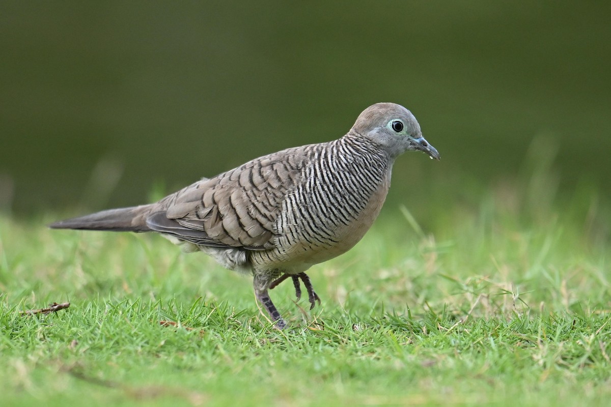 Zebra Dove - ML619833429