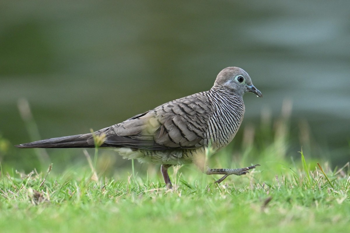 Zebra Dove - ML619833430