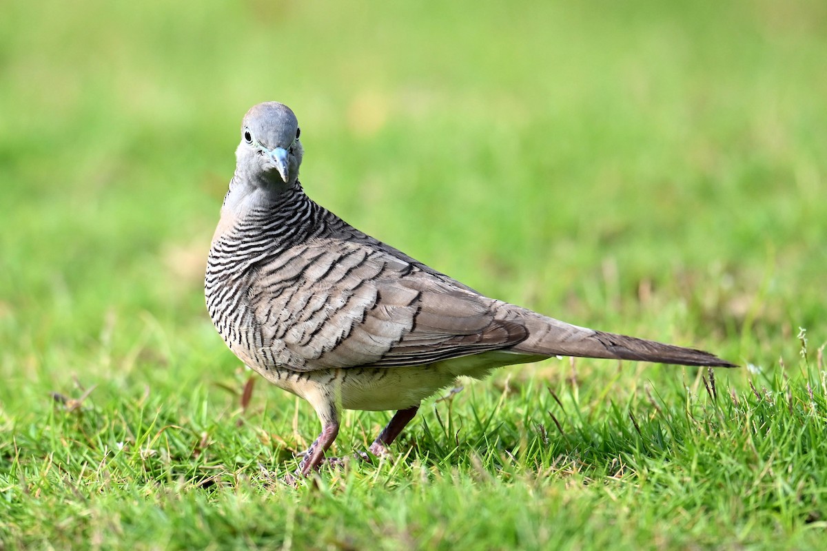 Zebra Dove - ML619833432