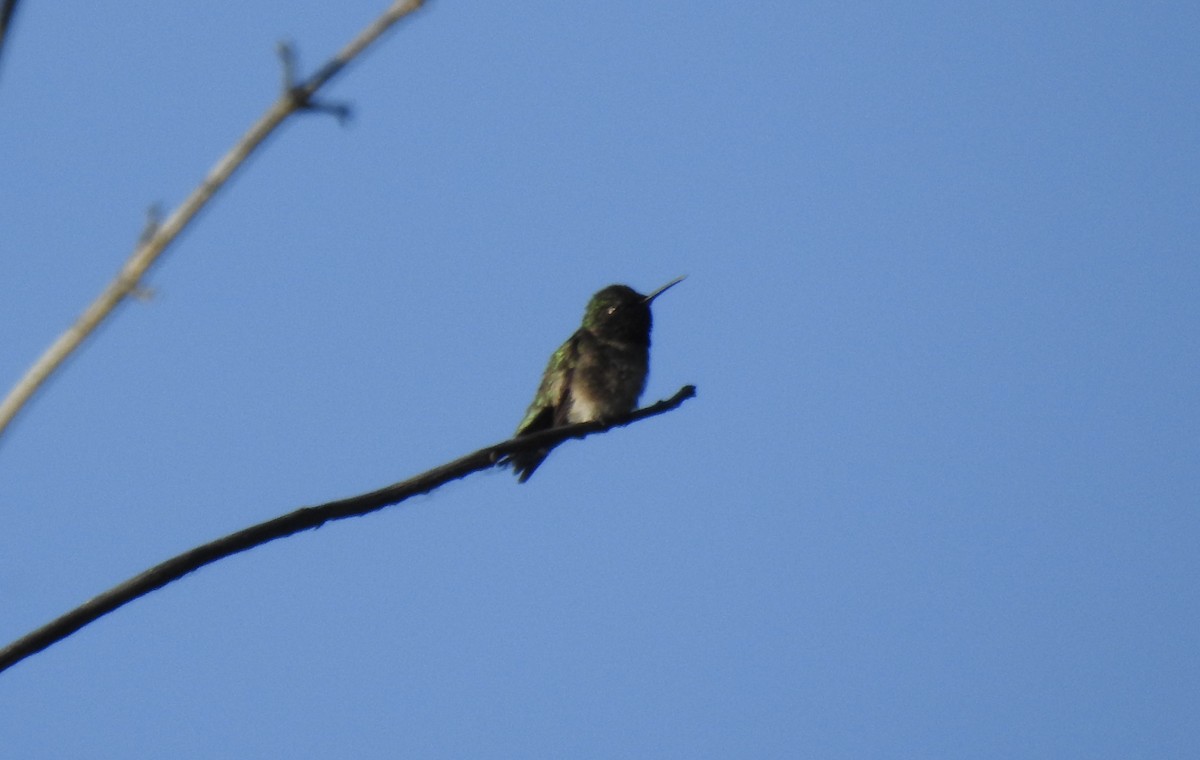Ruby-throated Hummingbird - ML619833447