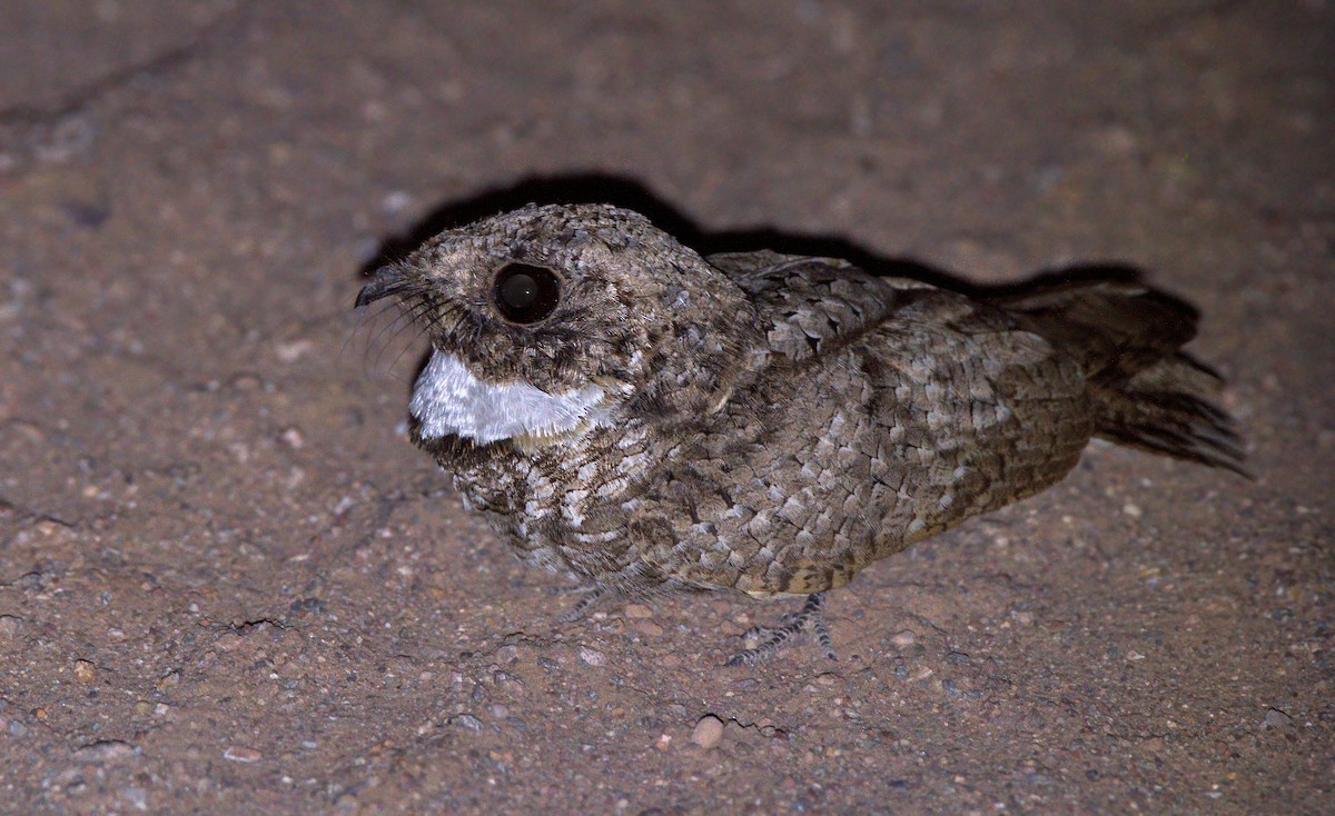 Common Poorwill - ML619833463