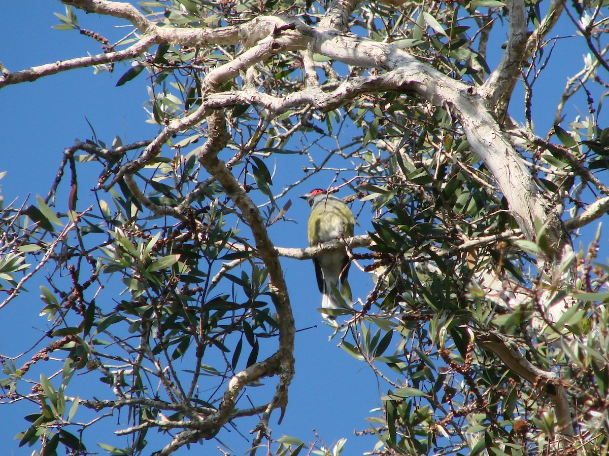 Australasian Figbird - ML619833472