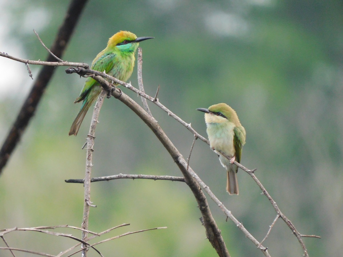 Asian Green Bee-eater - ML619833482