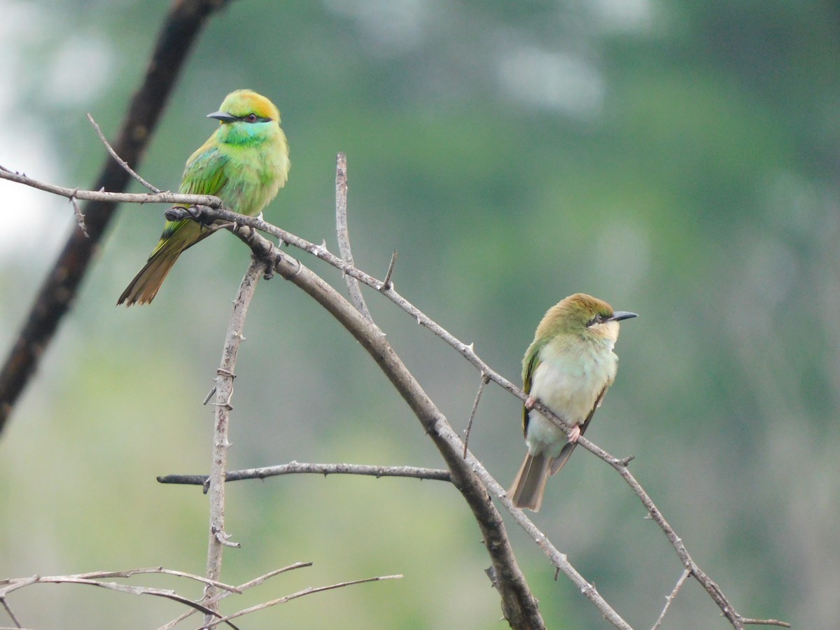 Asian Green Bee-eater - ML619833483