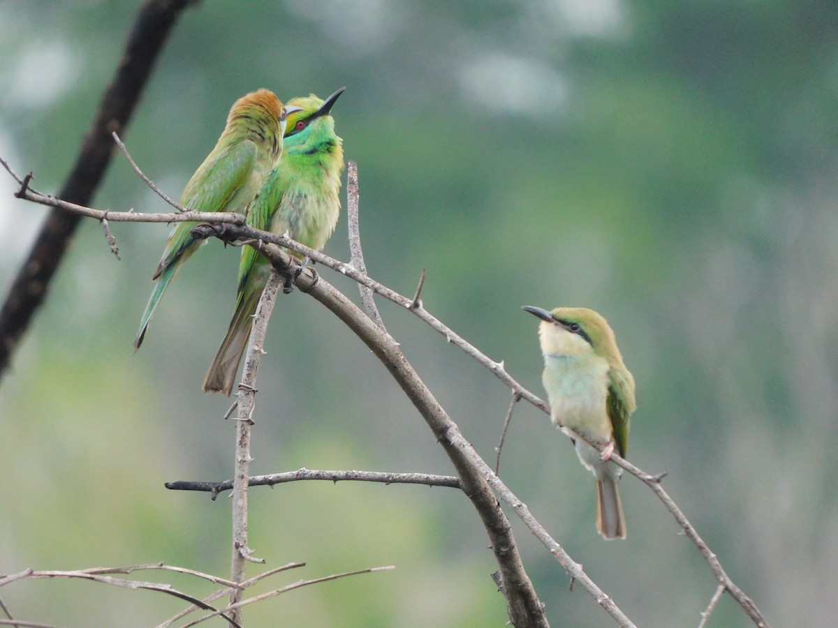 Asian Green Bee-eater - ML619833484
