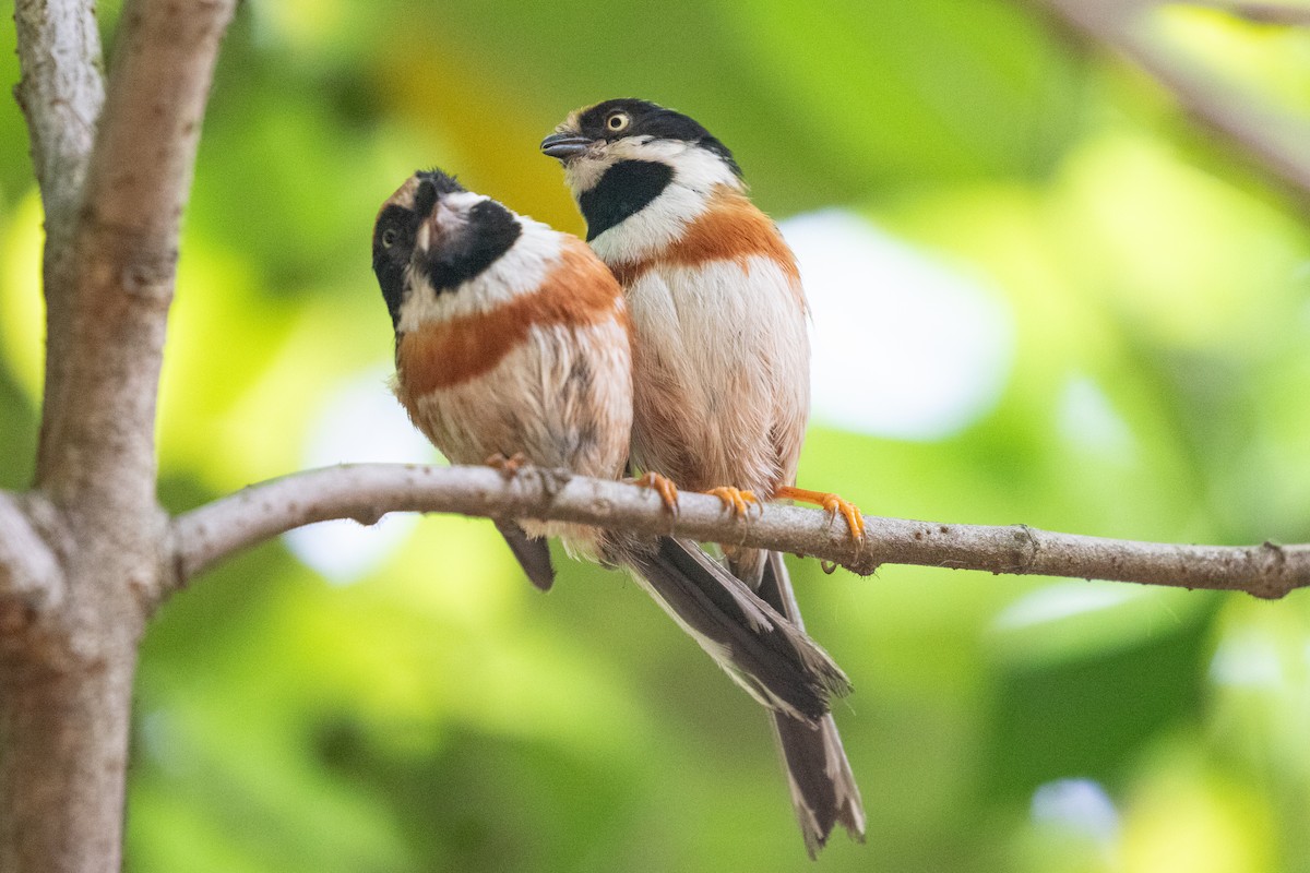 Black-throated Tit (Black-throated) - ML619833511