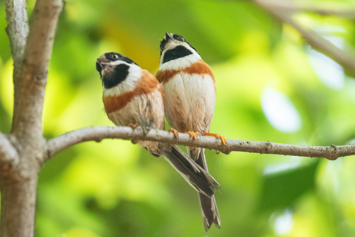 Black-throated Tit (Black-throated) - ML619833512