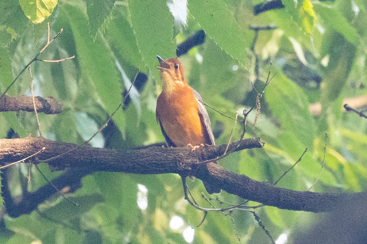 Orange-headed Thrush (Buff-throated) - ML619833544