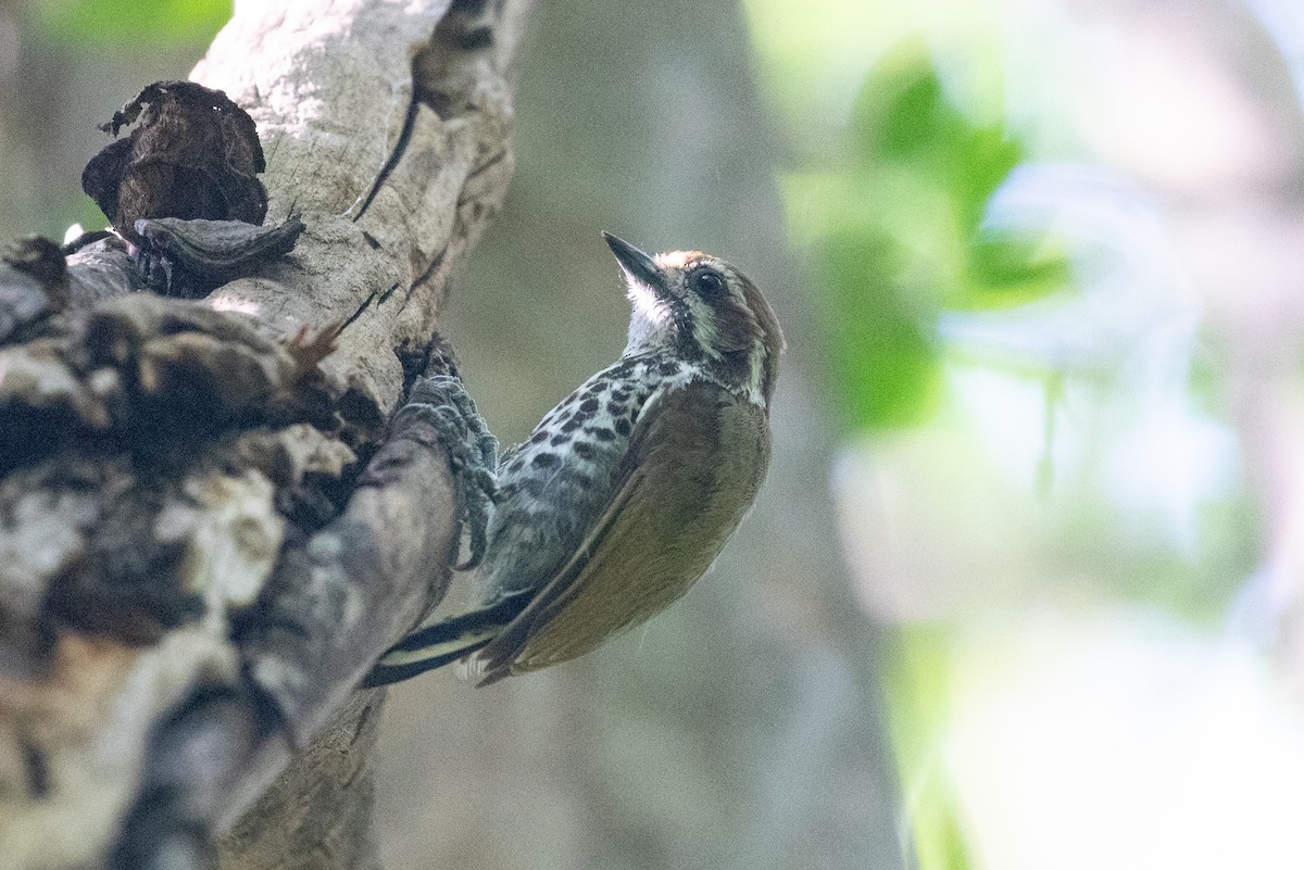 Speckled Piculet - ML619833560