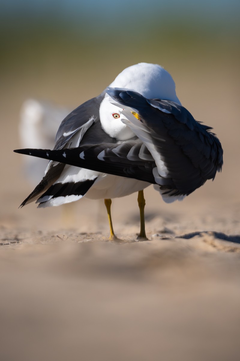 Black-tailed Gull - ML619833581