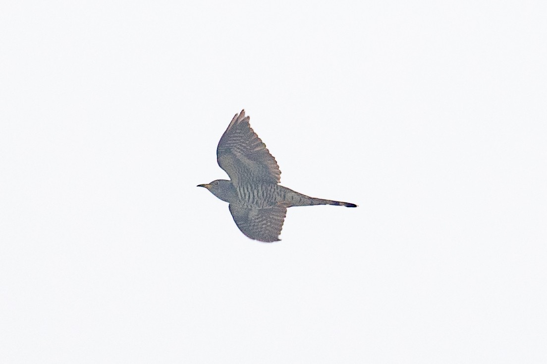 Indian Cuckoo - ML619833583
