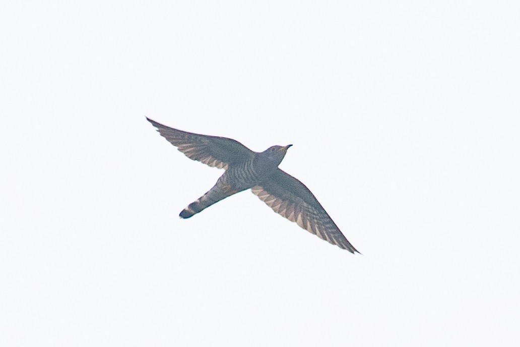 Indian Cuckoo - ML619833588