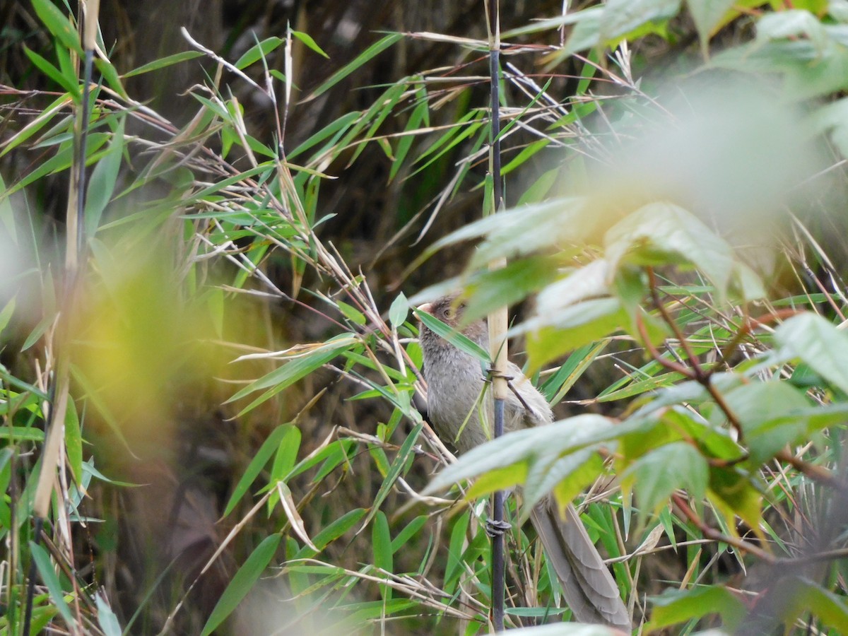 Brown Parrotbill - jagdish negi