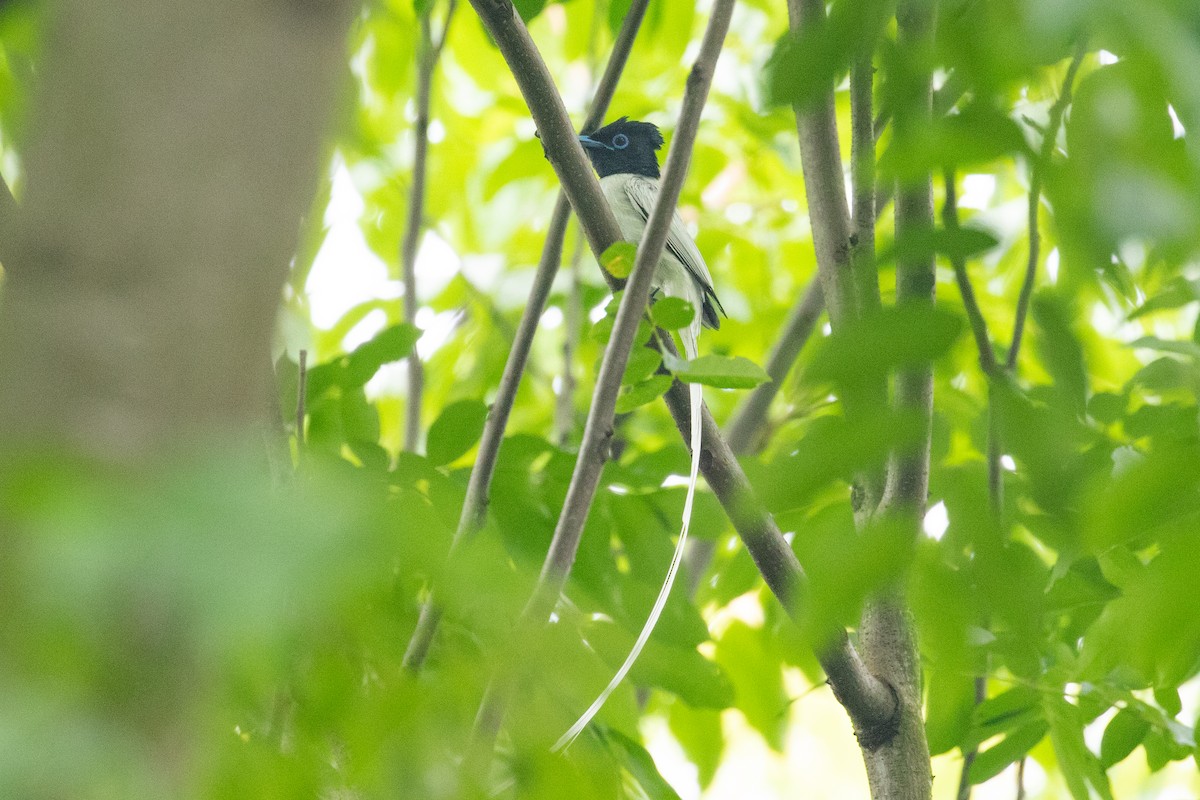 Amur Paradise-Flycatcher - ML619833632