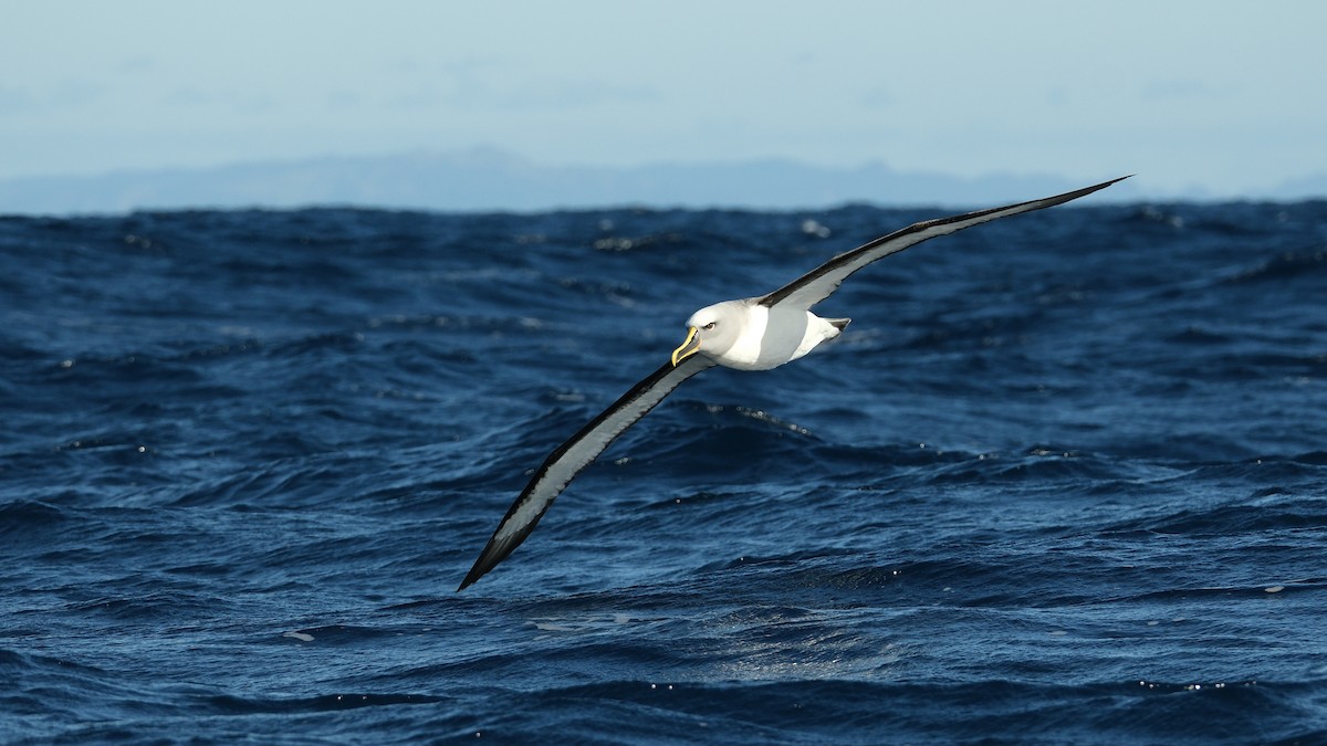 albatros Bullerův - ML619833641