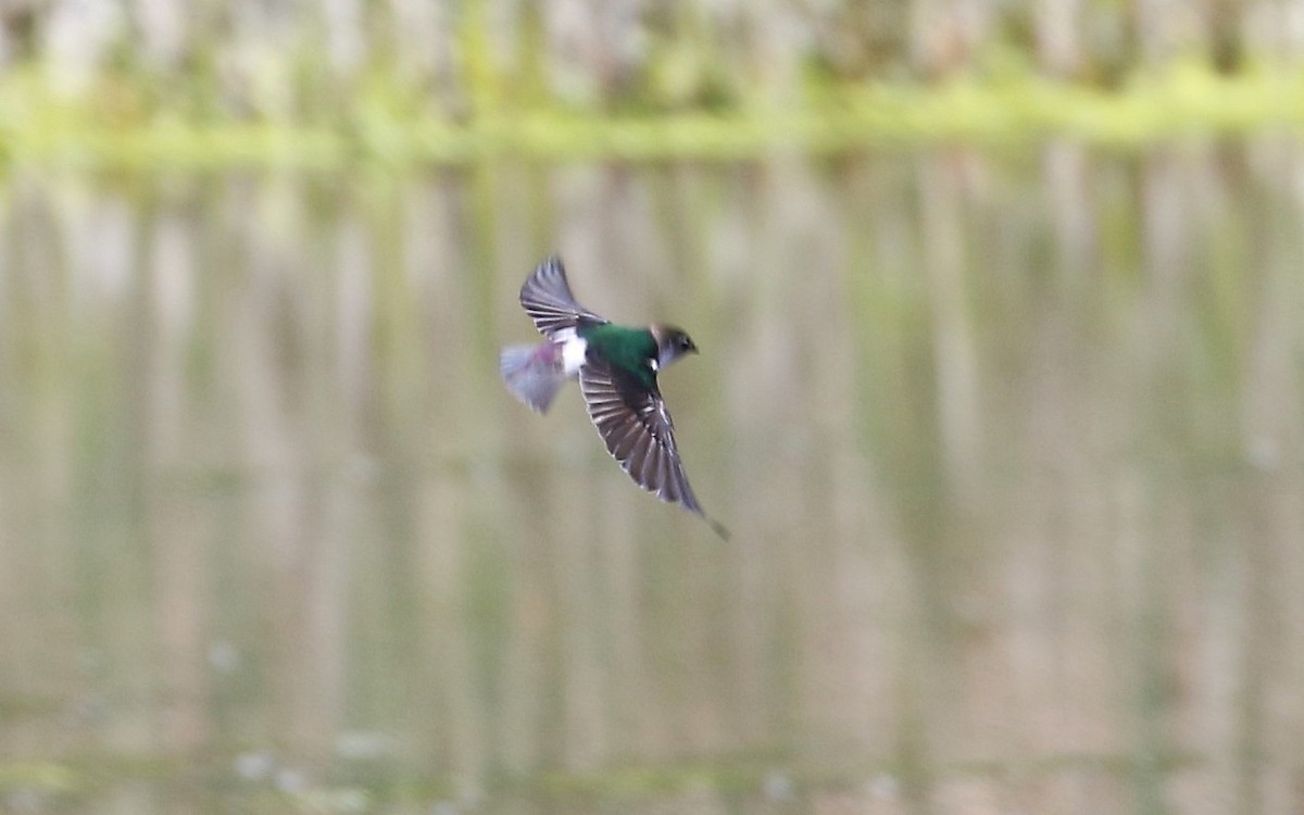 Violet-green Swallow - ML619833673