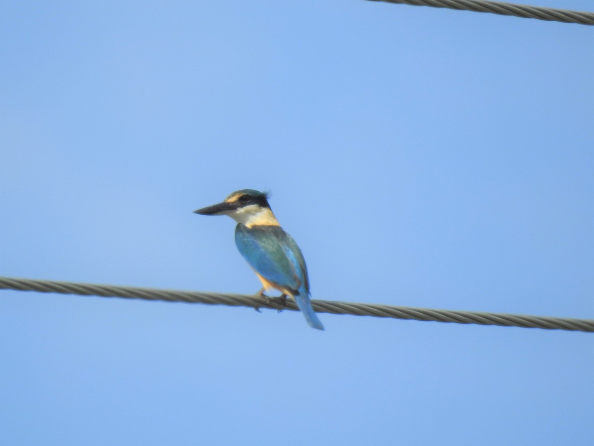 Sacred Kingfisher - ML619833685