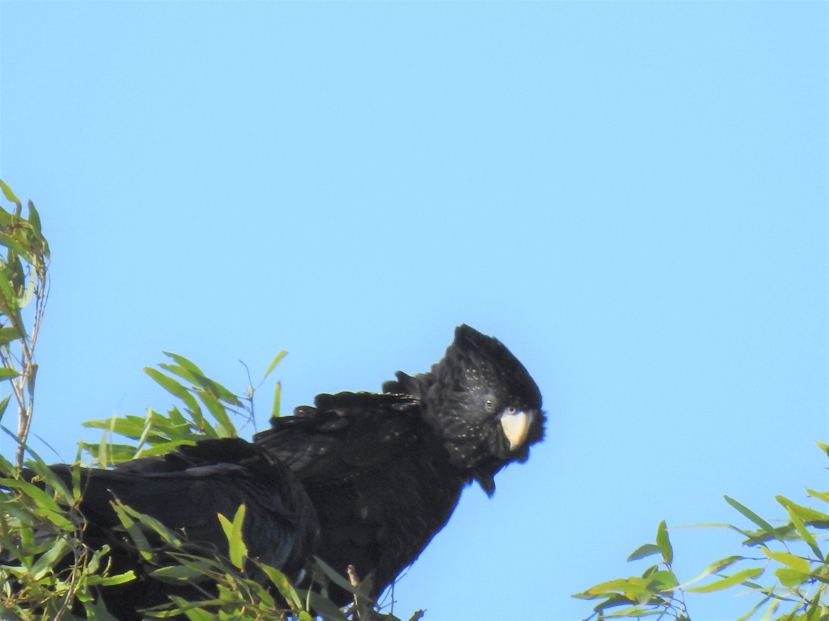 Red-tailed Black-Cockatoo - ML619833688