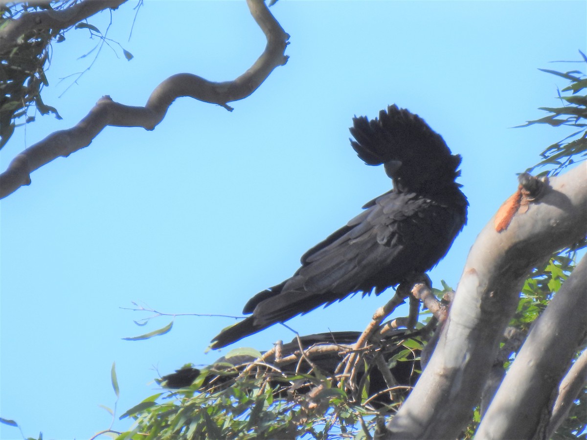 Red-tailed Black-Cockatoo - ML619833689
