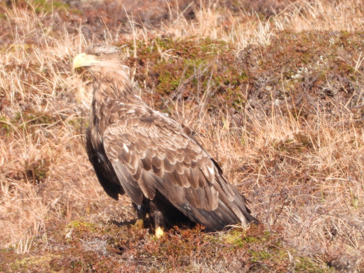 White-tailed Eagle - ML619833692
