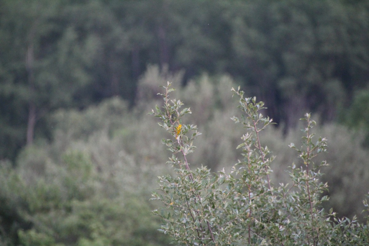 Yellow Warbler - ML619833695