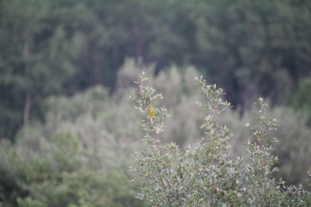 Yellow Warbler - ML619833696