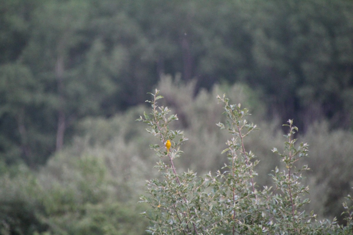 Yellow Warbler - ML619833697