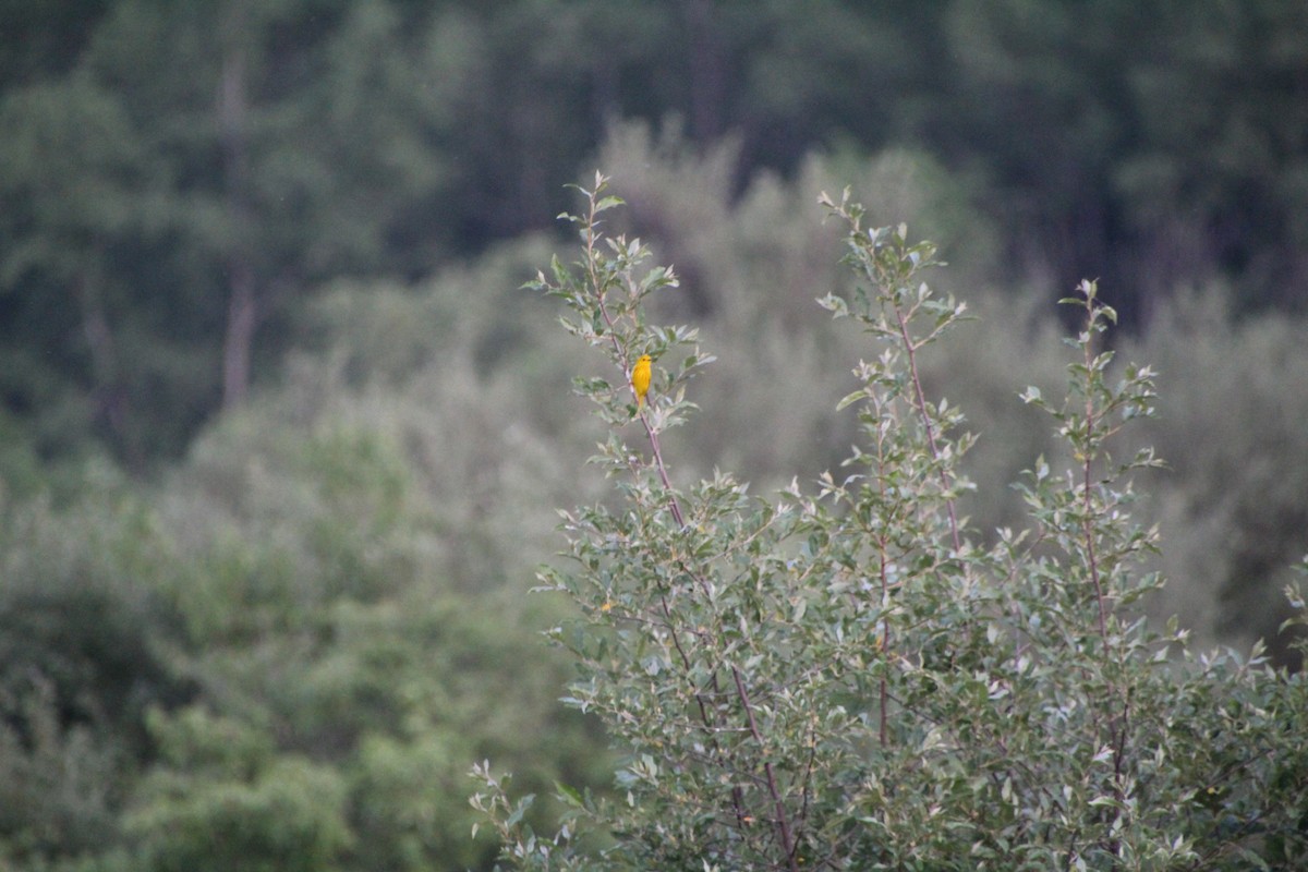 Yellow Warbler - ML619833698