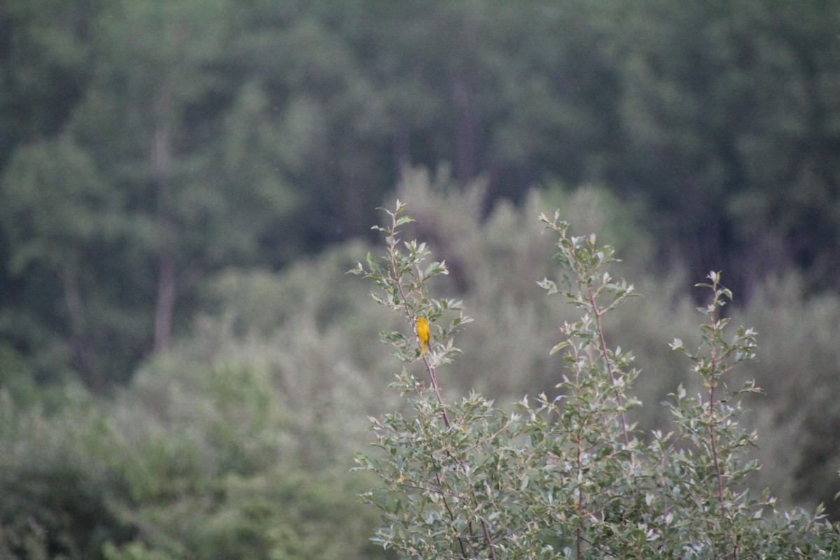 Yellow Warbler - ML619833699