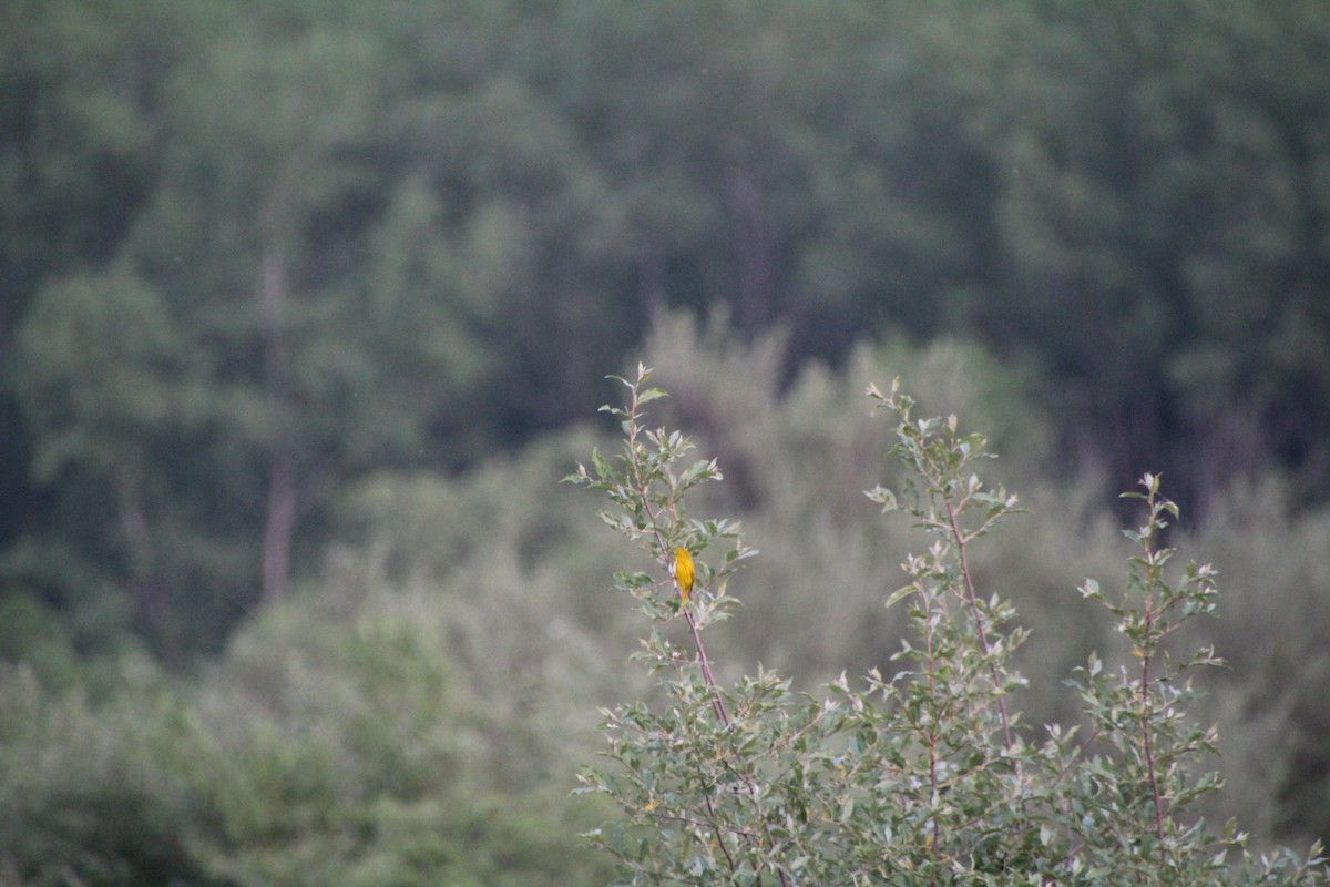 Yellow Warbler - ML619833700