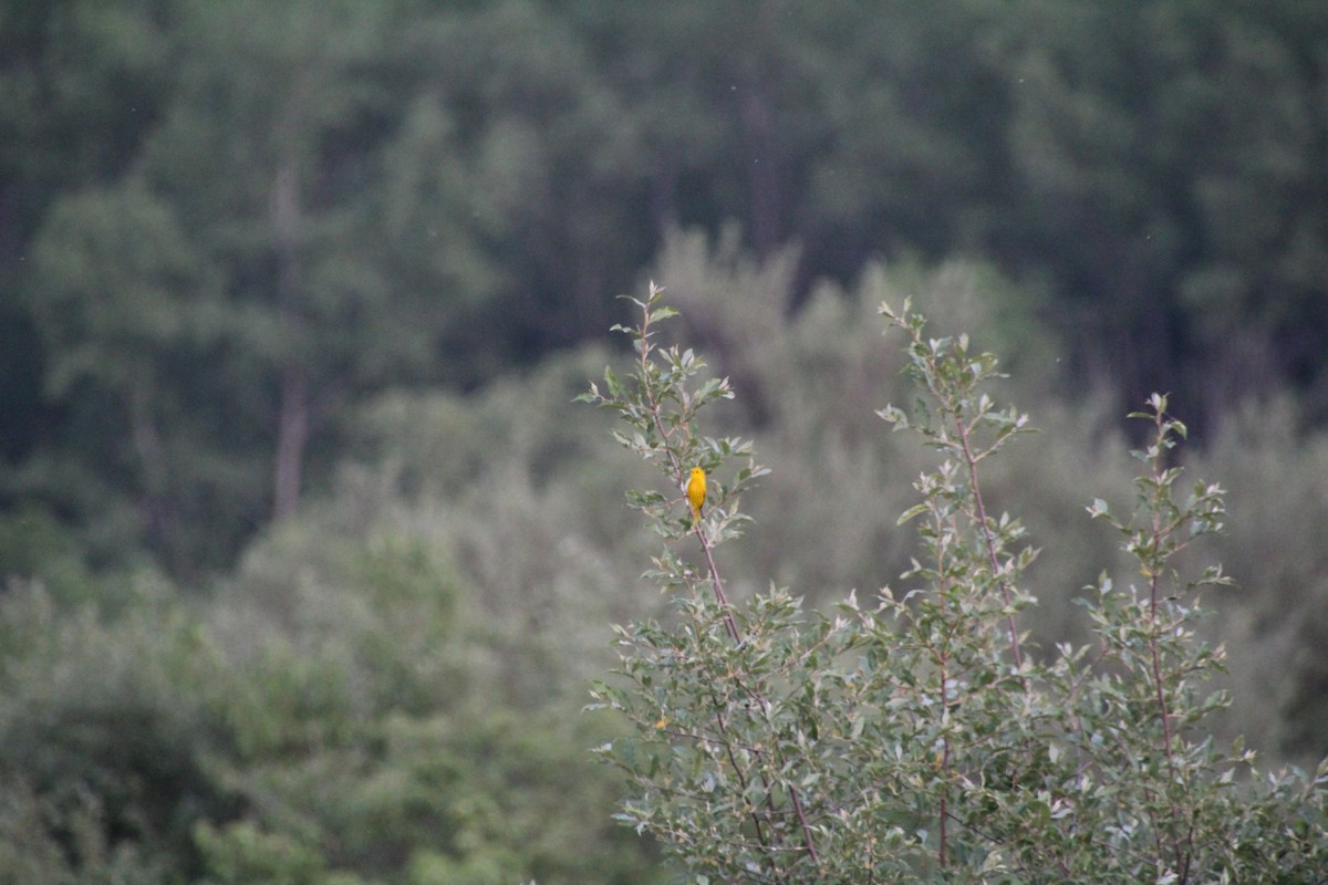 Yellow Warbler - ML619833701